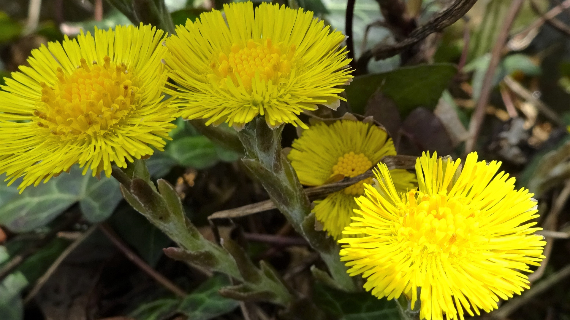 Coltsfoot
Tussilago farfara