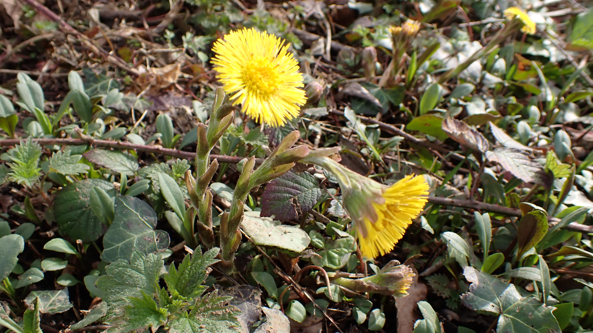 Coltsfoot
Tussilago farfara﻿