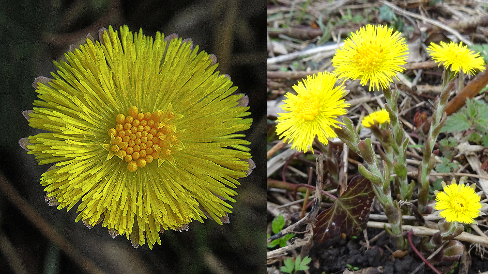 Coltsfoot
Tussilago farfara