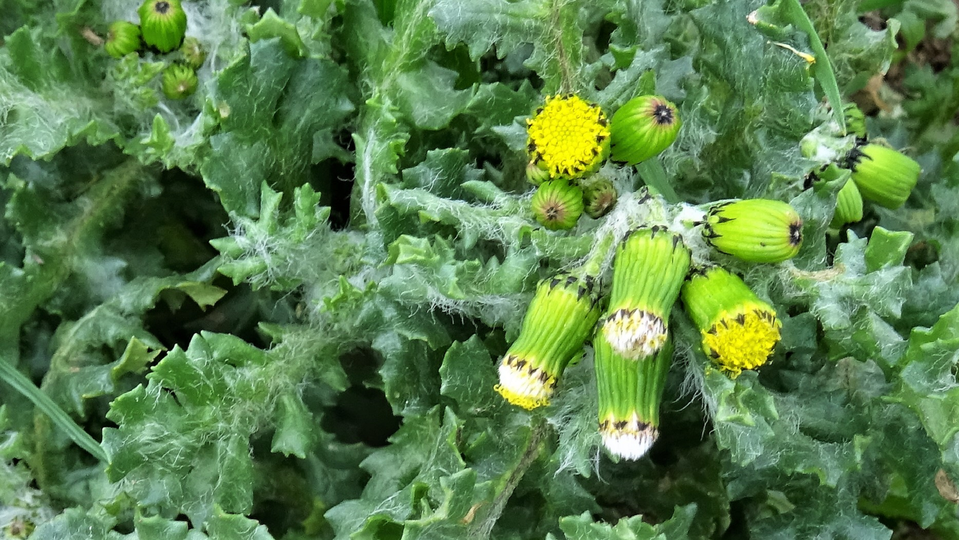 Groundsel
Senecio vulgaris