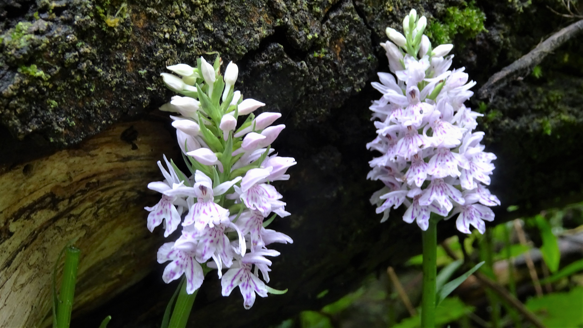 Common Spotted Orchid
Dactylorhiza fuchsii