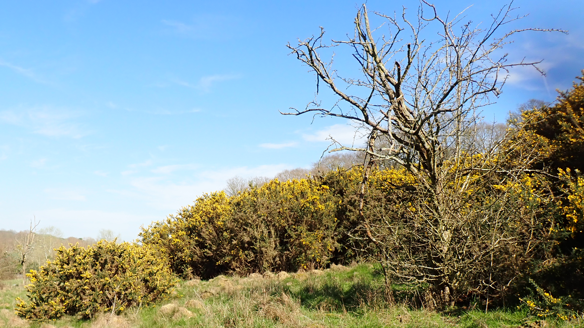 European Gorse
Ulex europaeus