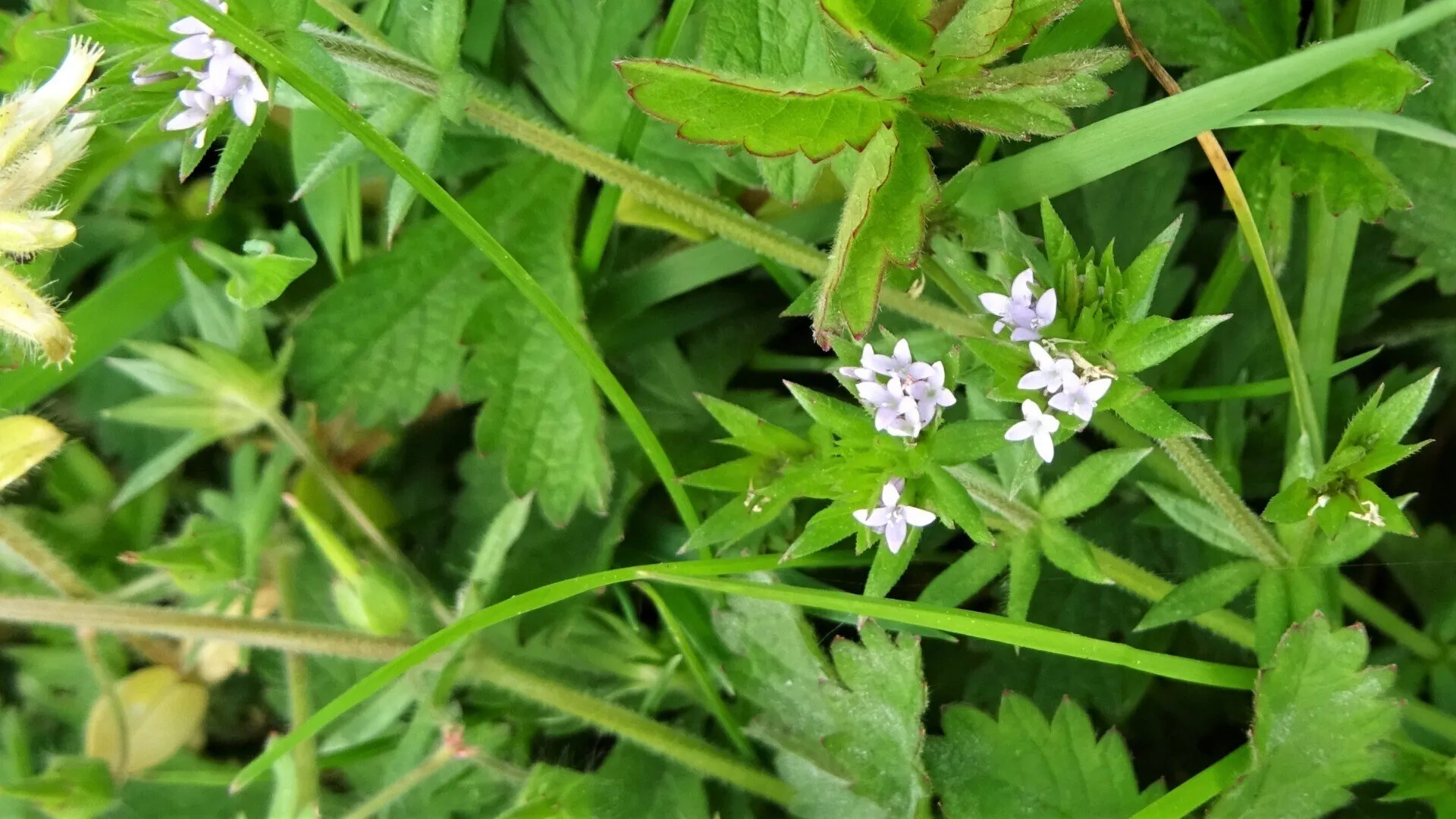 Field Madder
Sherardia arvensis