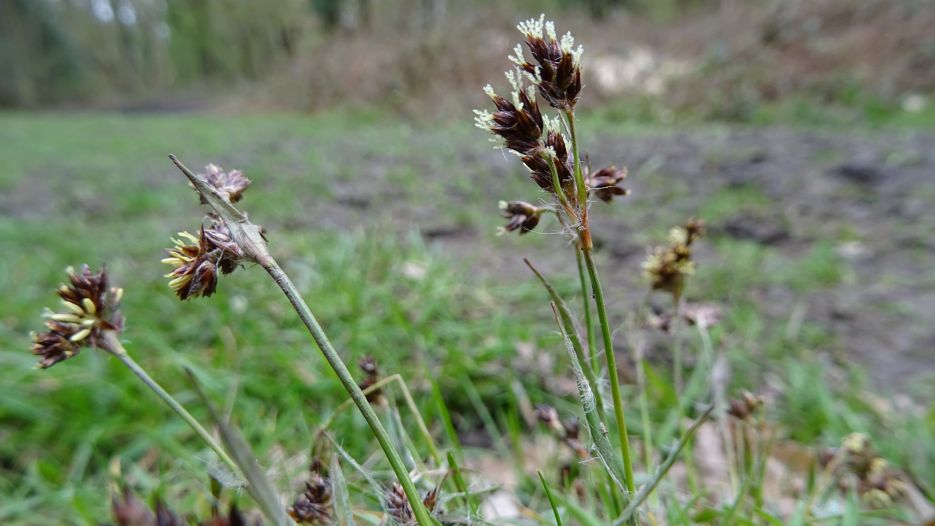 Field Wood-rush
Luzula campestris