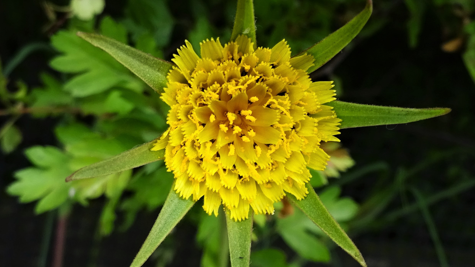 Goat's-beard
Tragopogon pratensis
