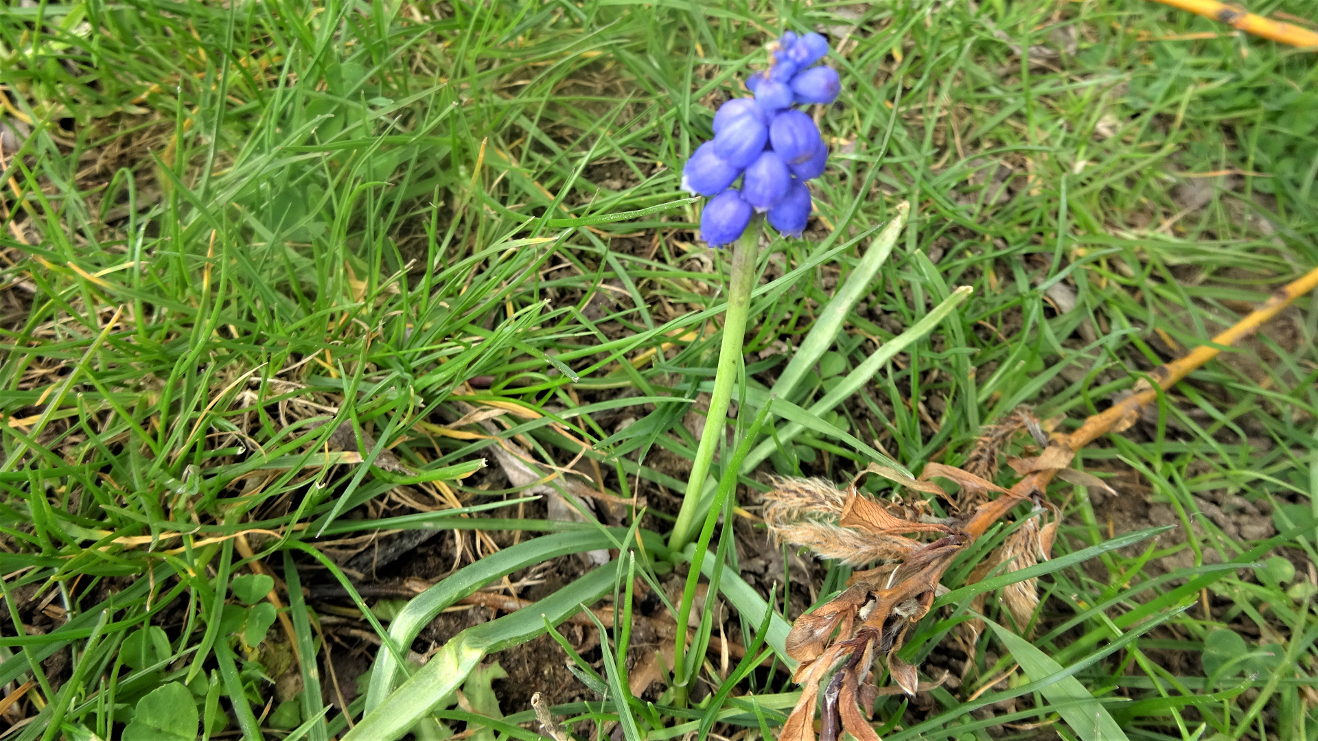Grape Hyacinth 
﻿Muscari  
