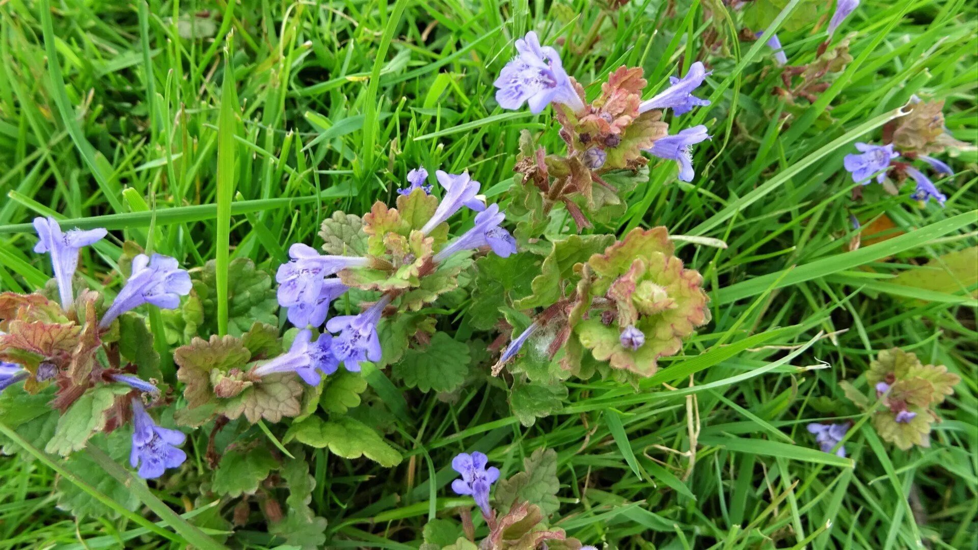Ground Ivy
Glechoma hederacea