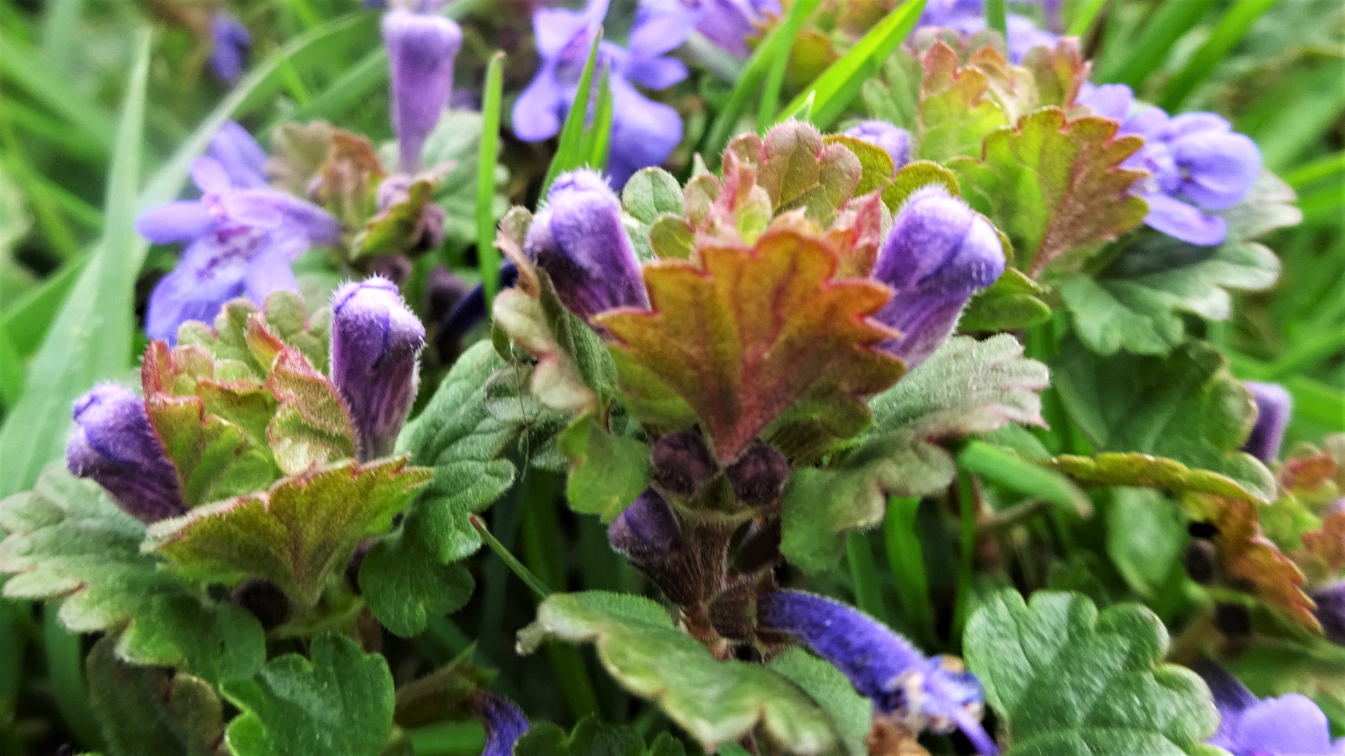 Ground Ivy
Glechoma hederacea