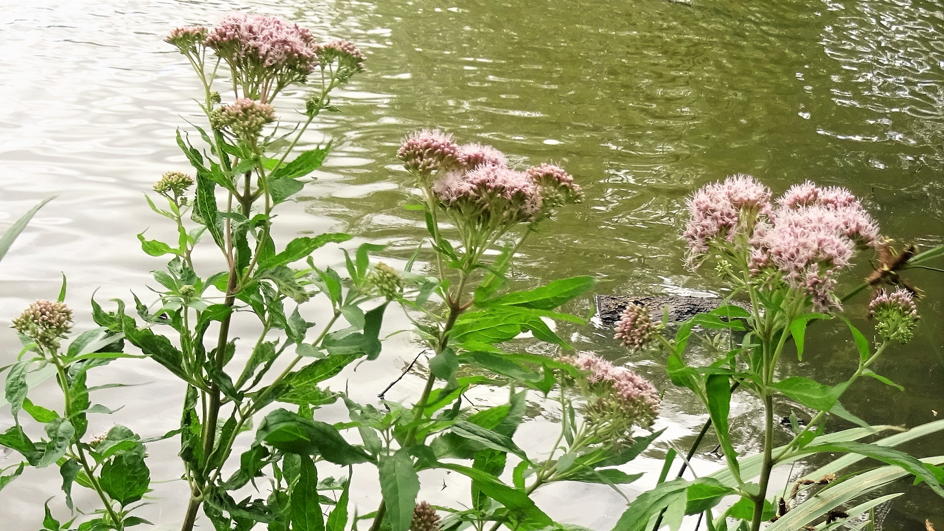 Hemp Agrimony	
Eupatorium cannabinum
