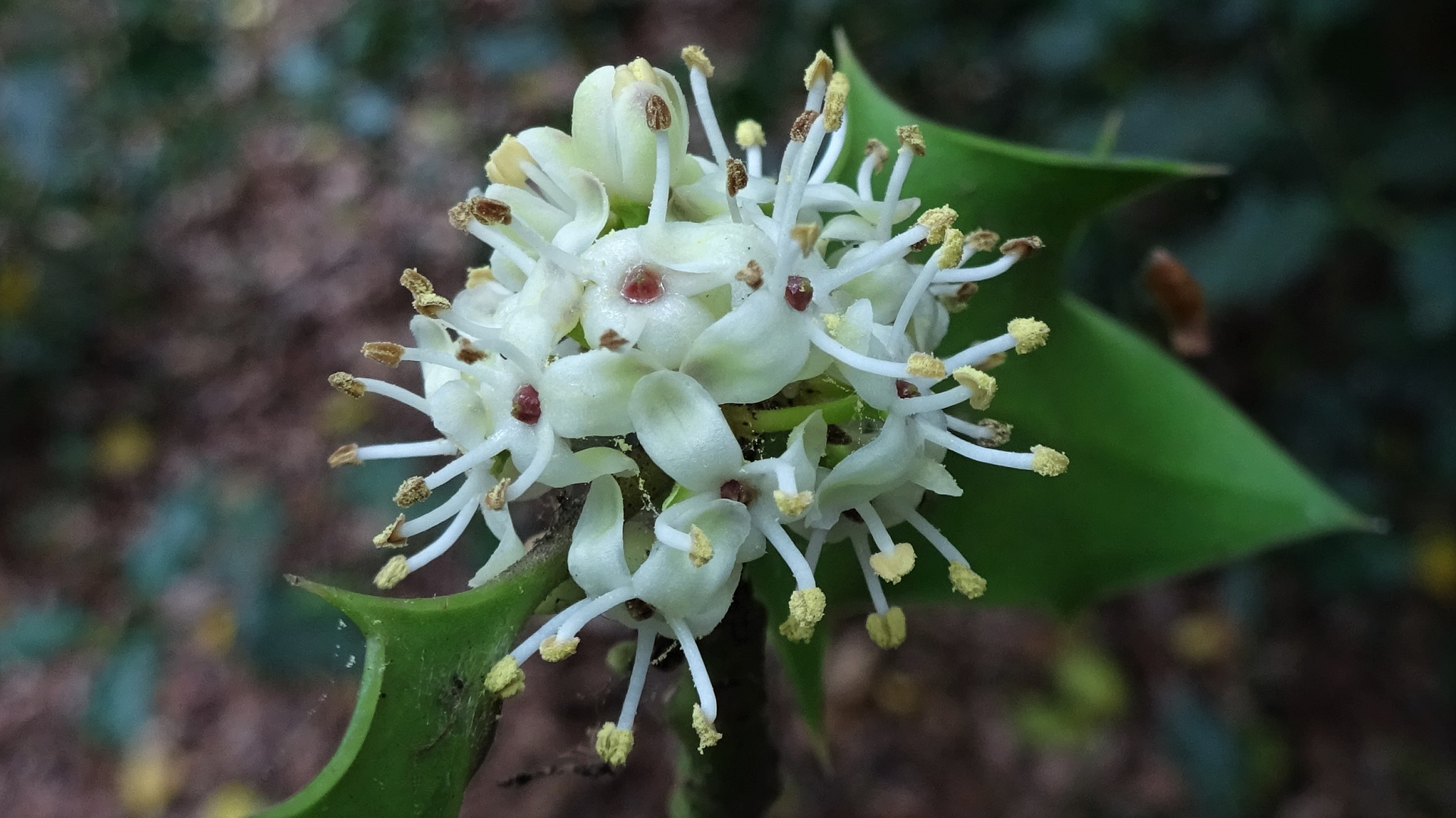 Holly
Ilex aquifolium