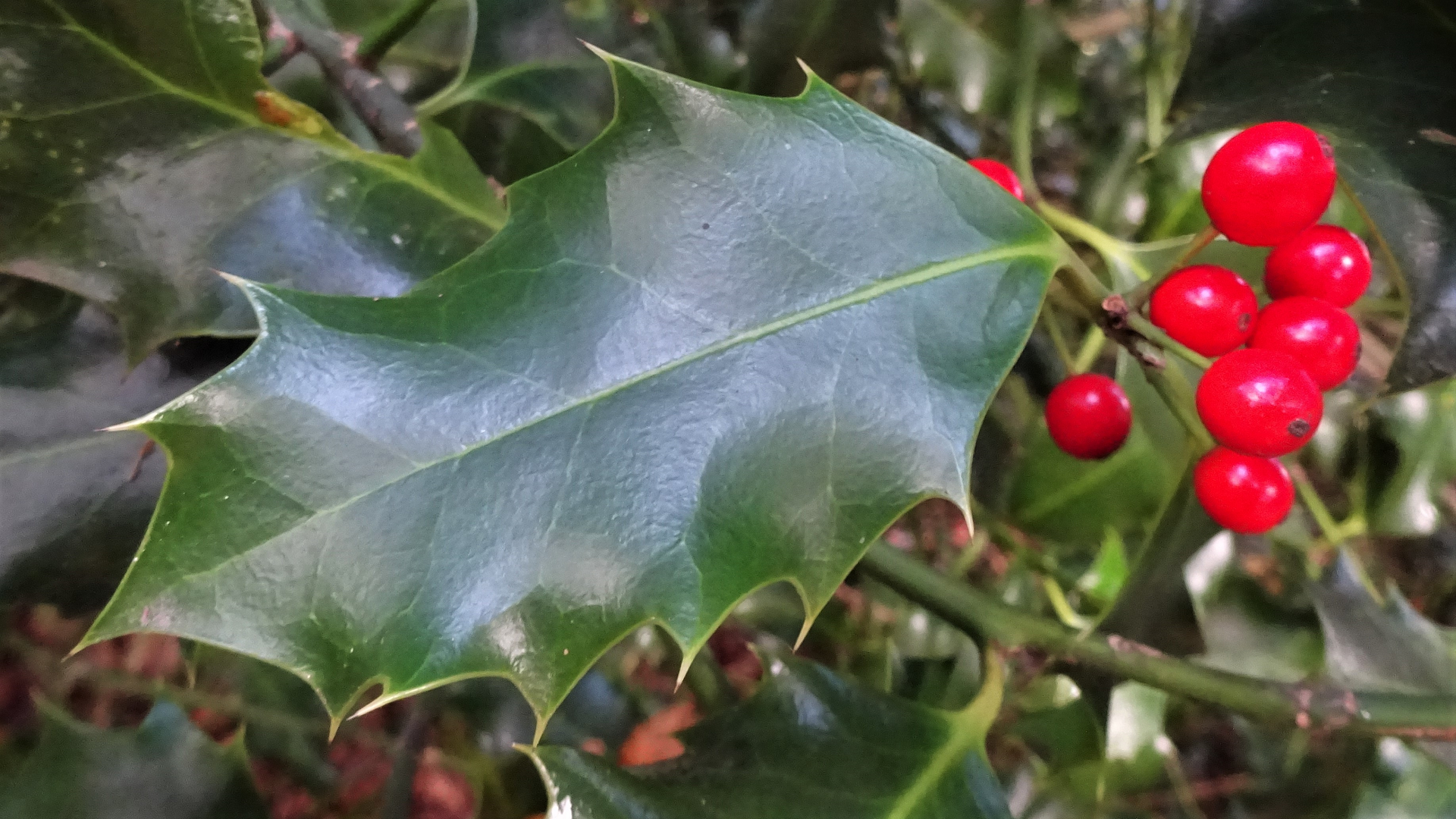 Holly
Ilex aquifolium