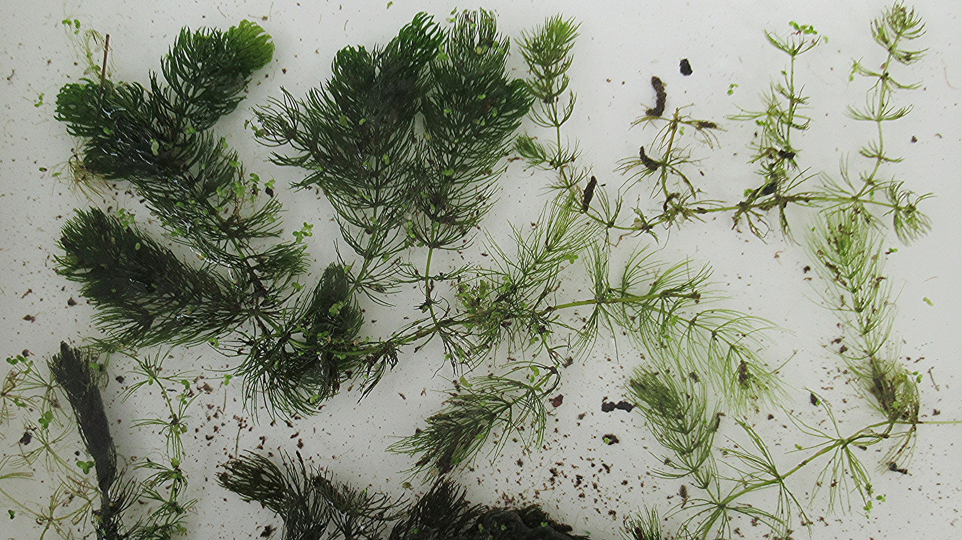 Hornwort	
Ceratophyllum