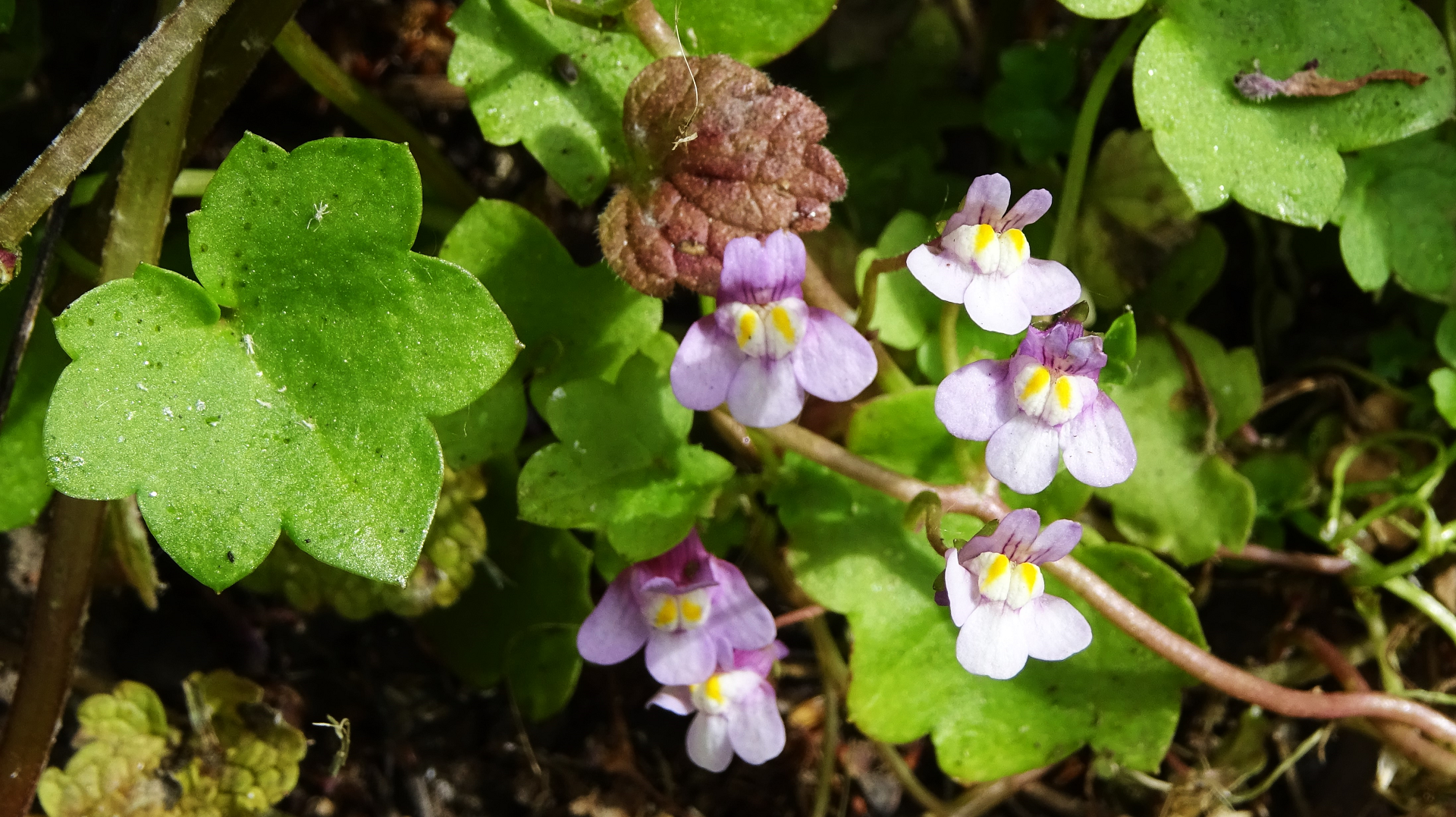 Ivy-leaved Toadflax
Cymbalaria muralis