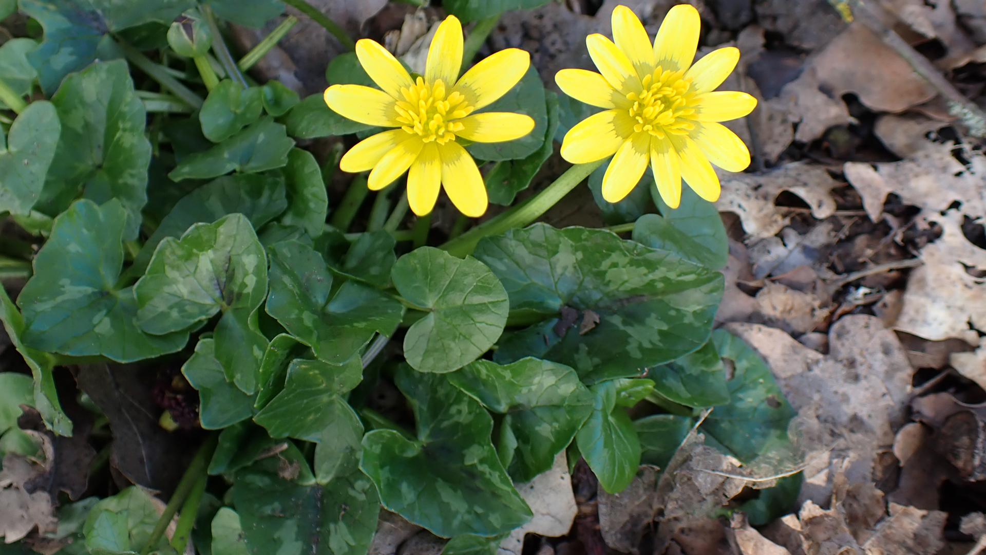 Lesser Celandine
Ficaria sp.