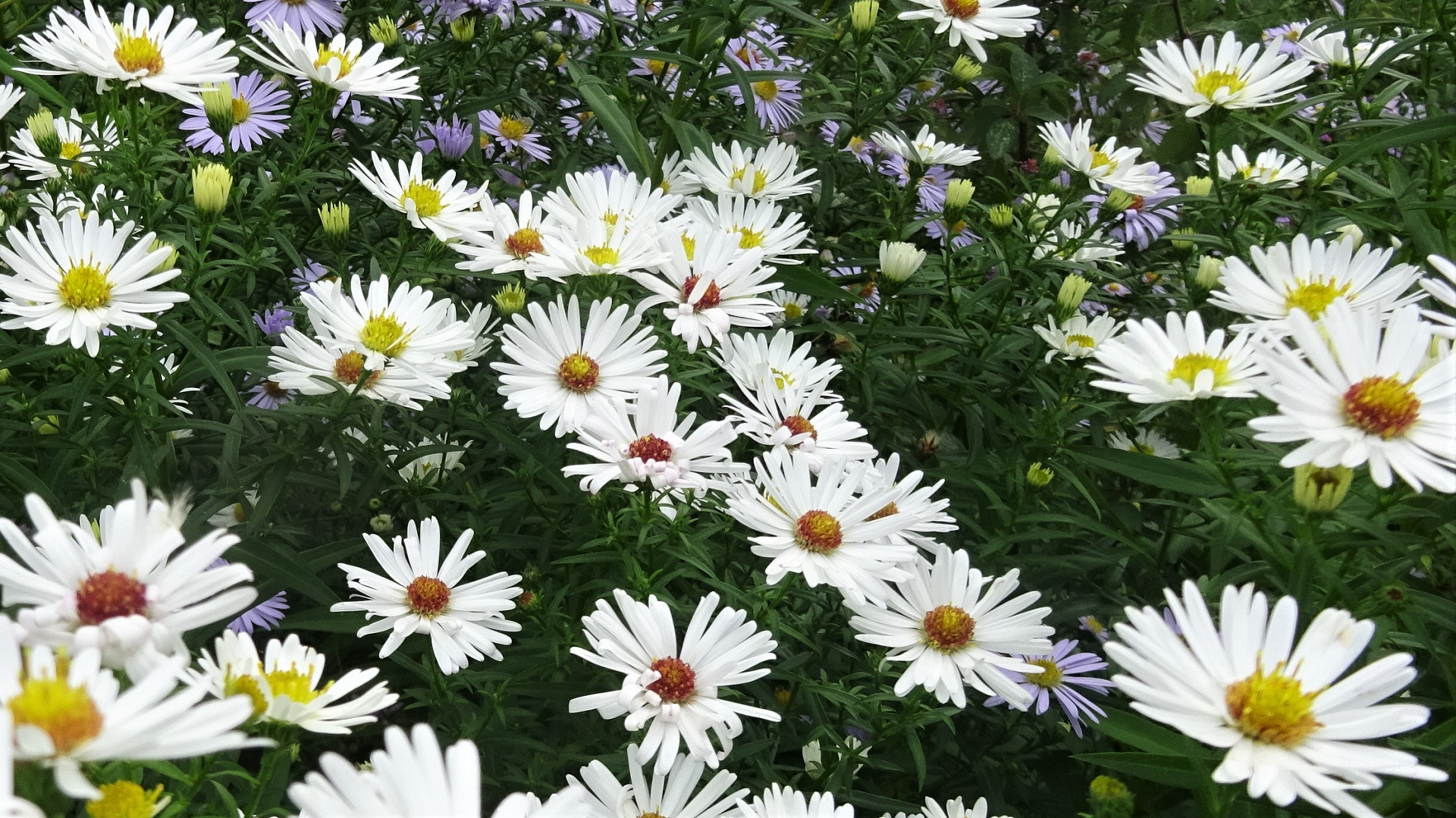 Michaelmas Daisies	
Aster
