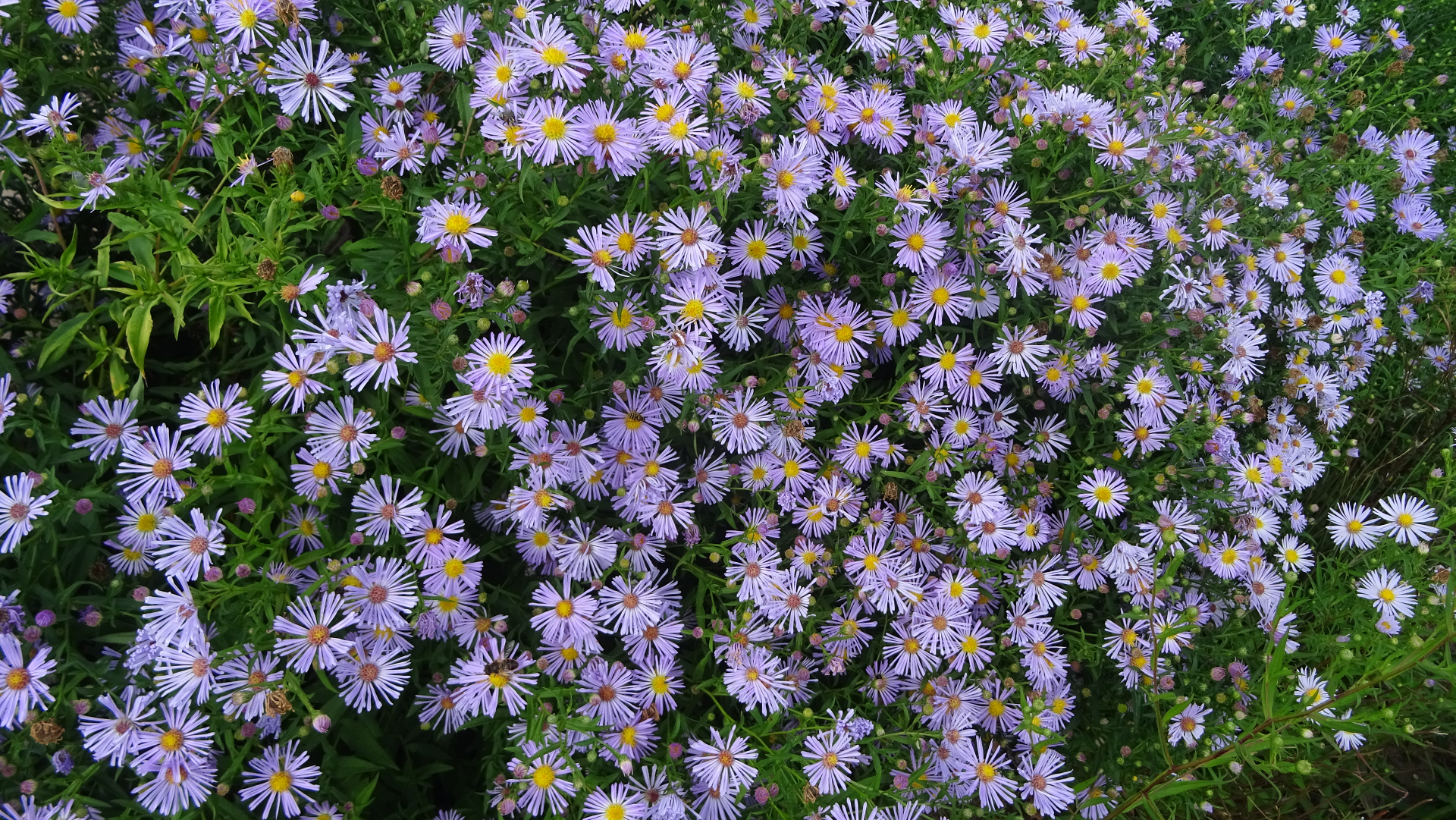 Michaelmas Daisies	
Aster