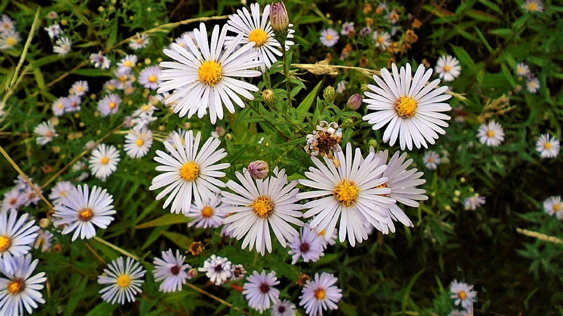 Michaelmas Daisies	
Aster