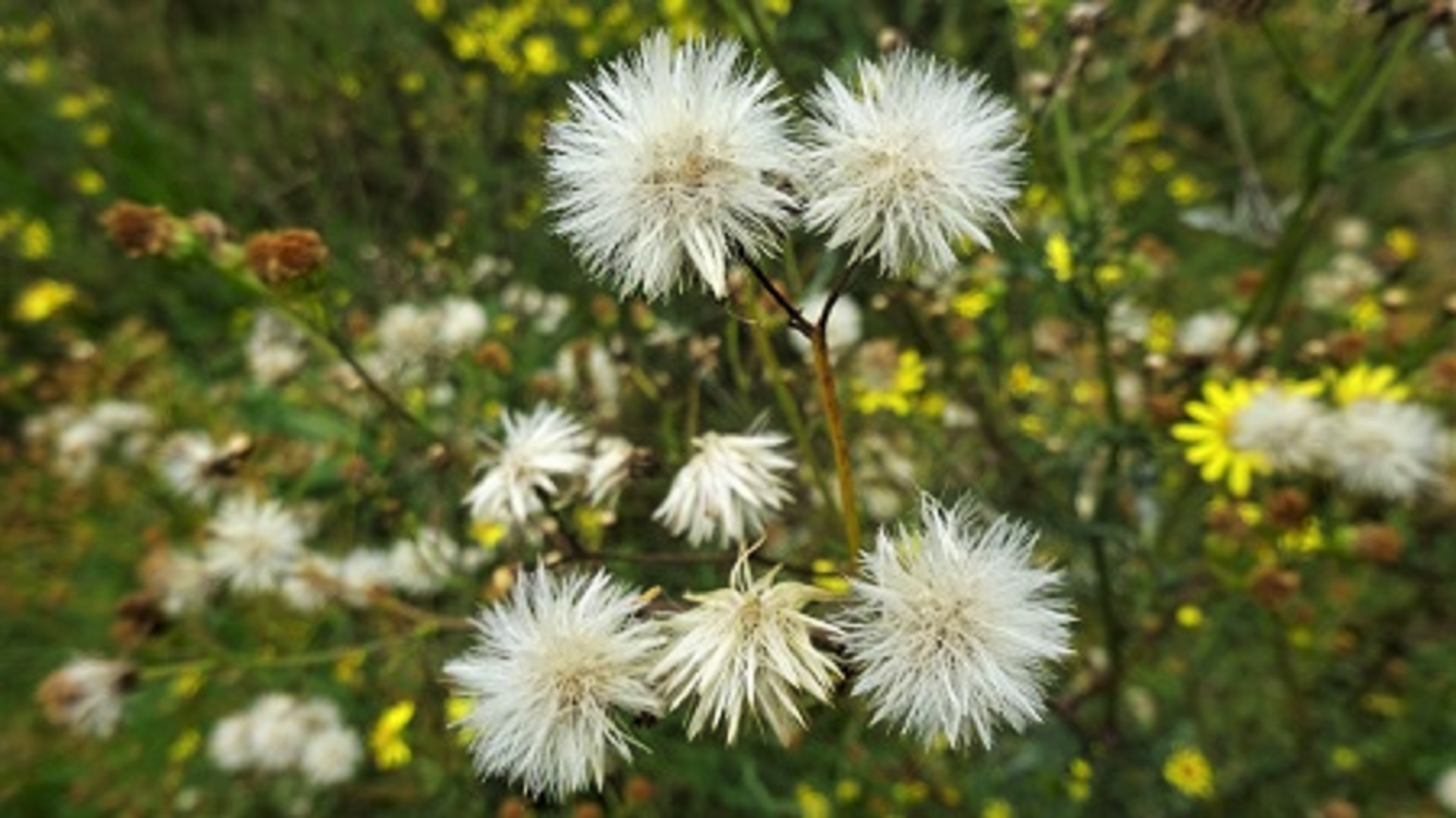 Oxford Ragwort 
Senecio squalidus  