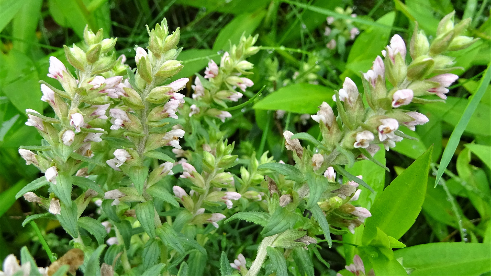 Red Bartsia
Odontites verna  
