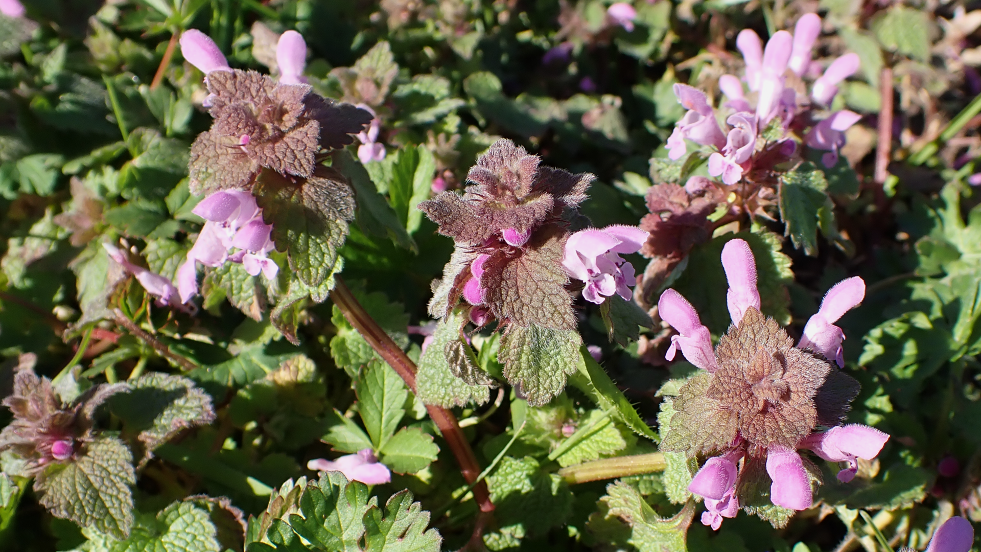 Red Deadnettle
Lamium purpureum