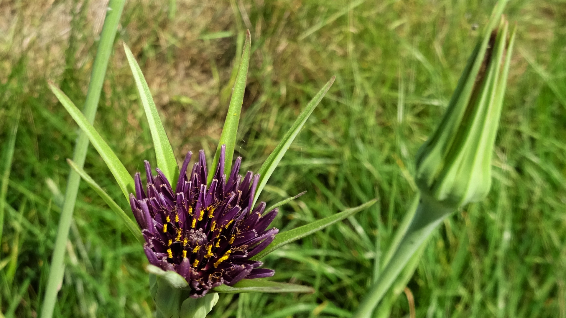 Salsify
Tragopogon porrifolius