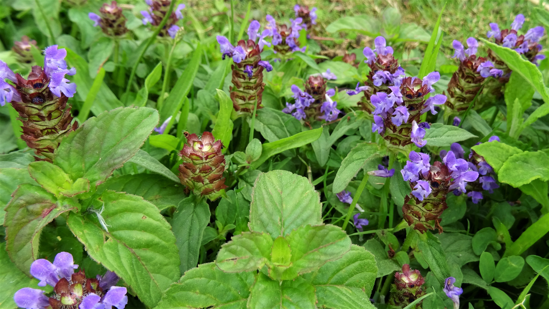 Selfheal
Prunella vulgaris