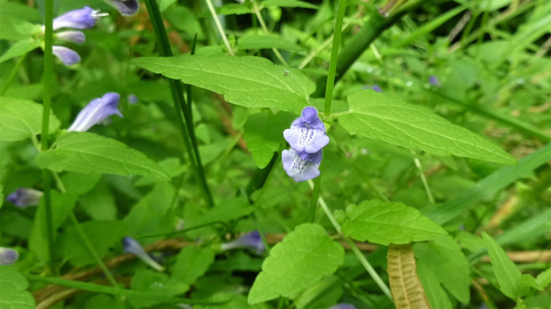 Skullcap
Scutellaria galericulata