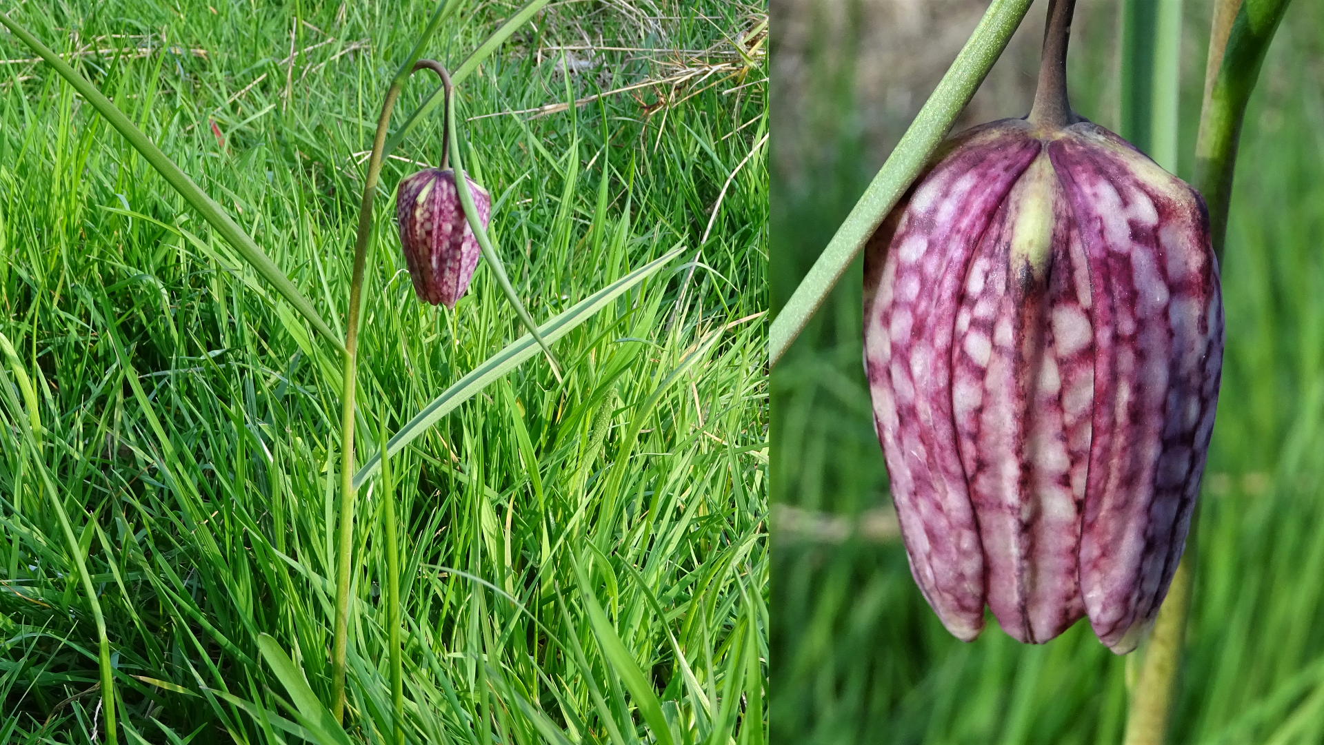 Snake's Head Fritillary
Fritillaria meleagris