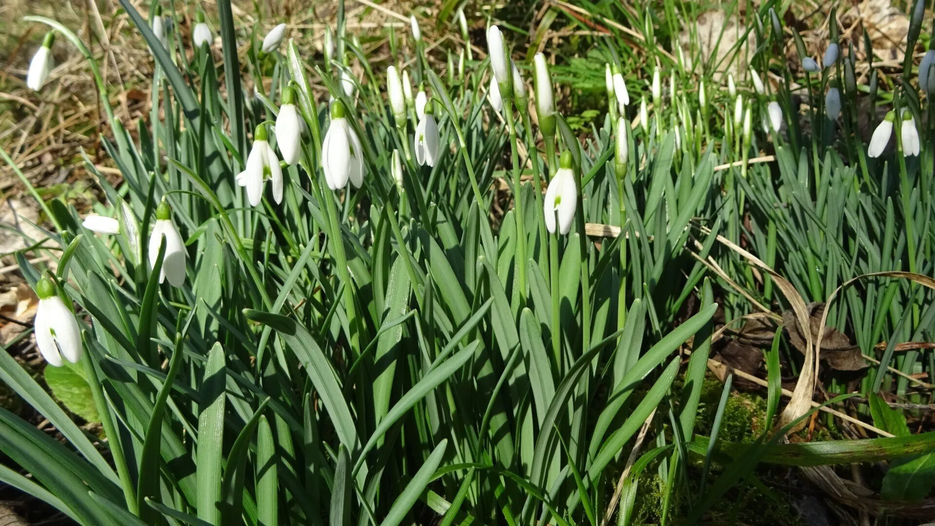 Snowdrops
Galanthus nivalis