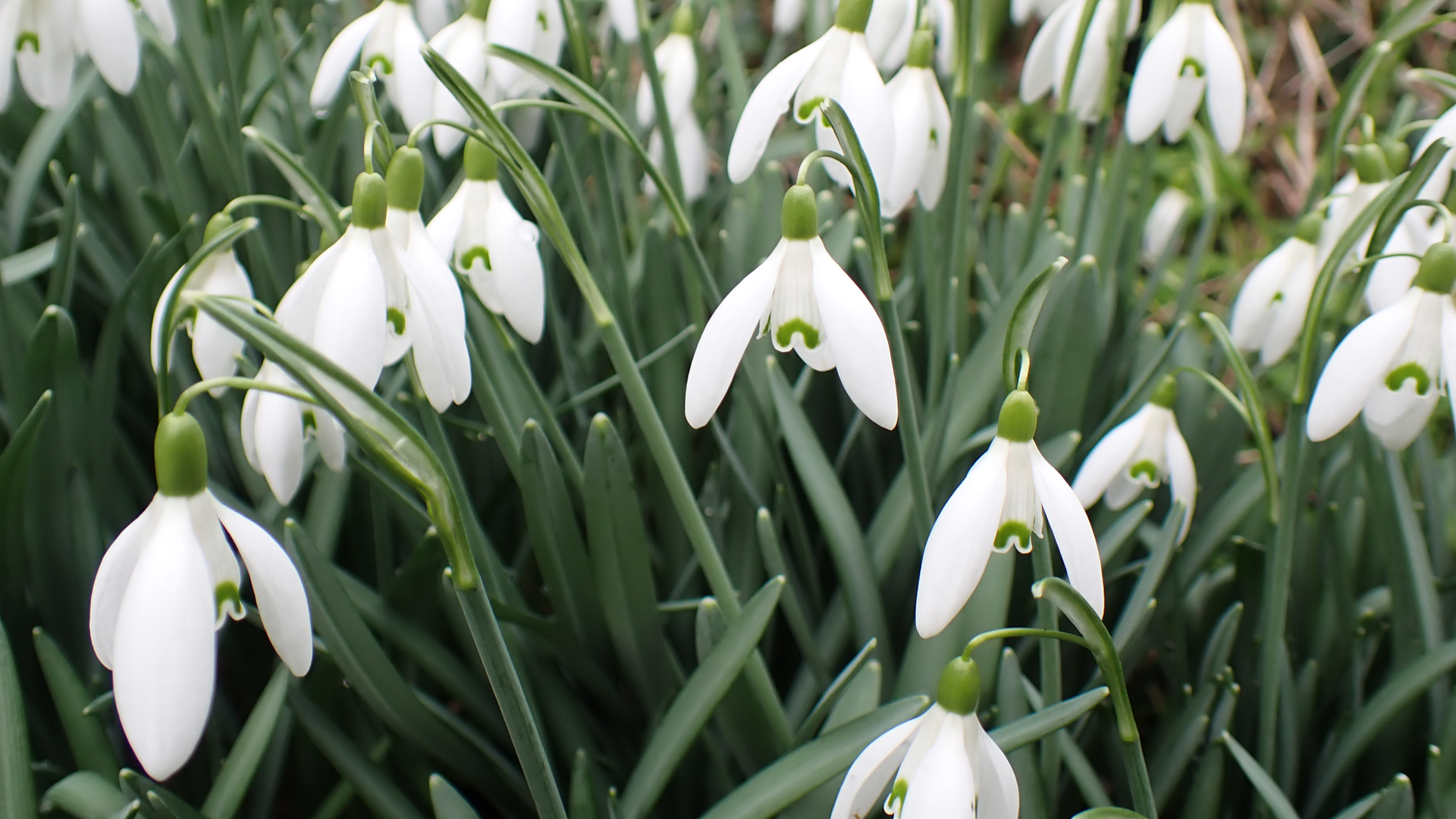 Small Tortoiseshell
Aglais urticae