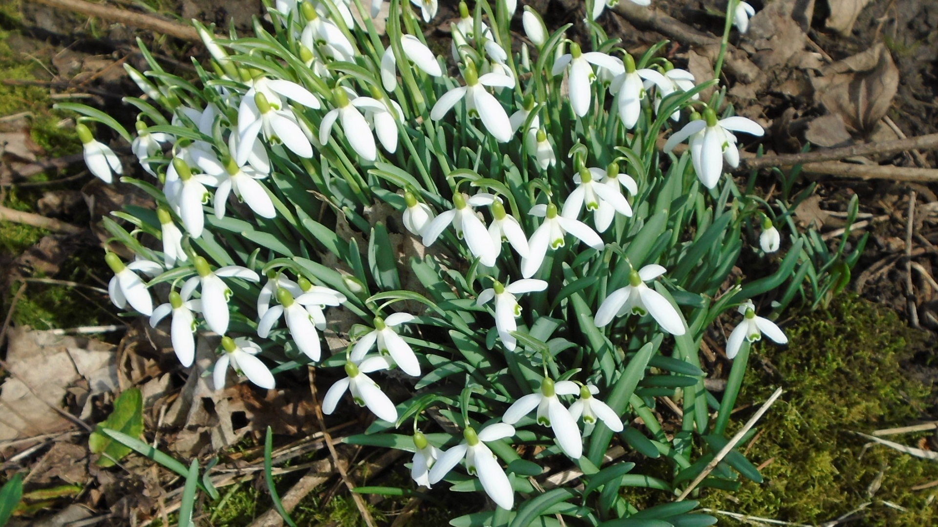 Snowdrops
Galanthus nivalis