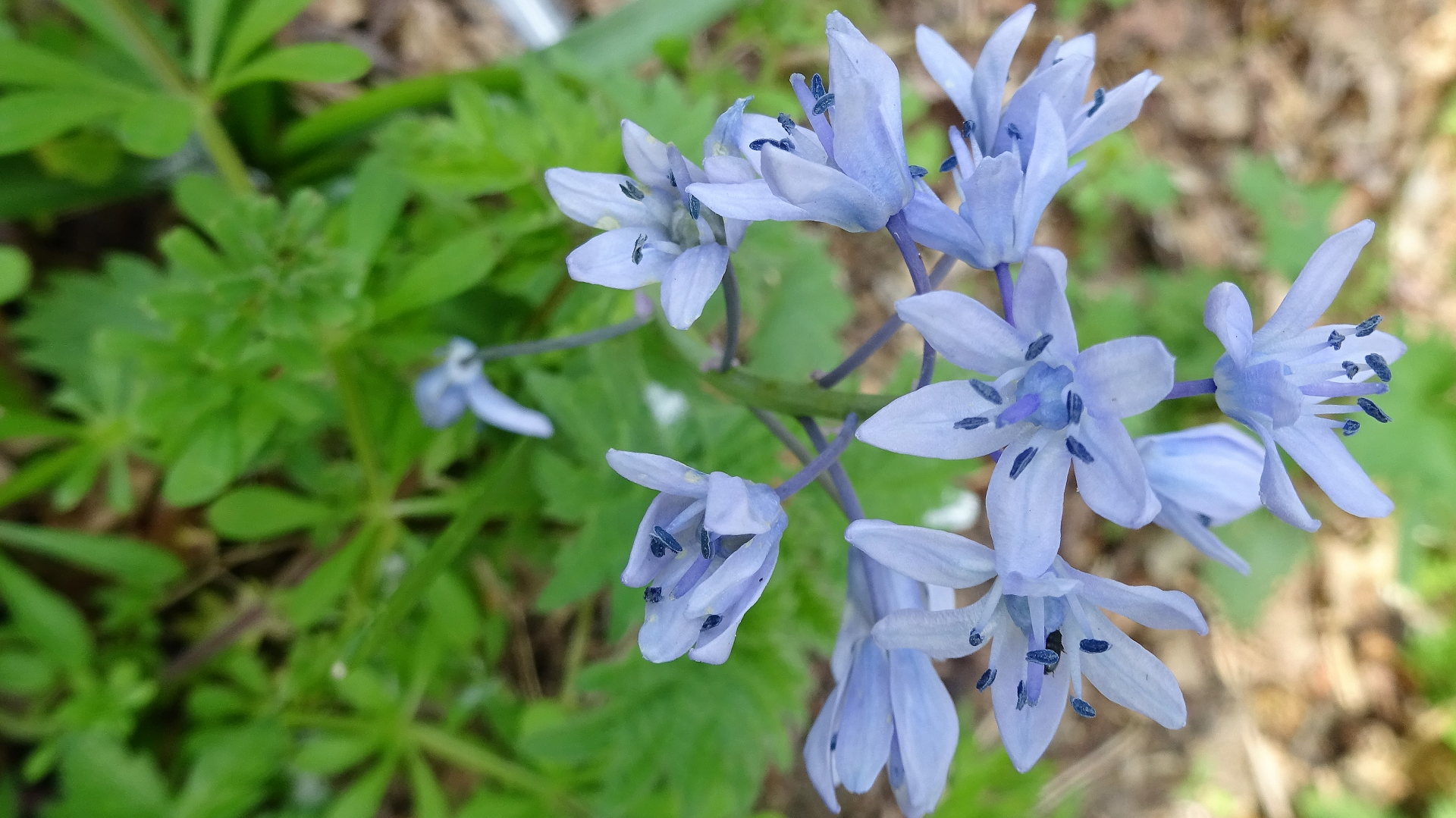Spring Squill
Scilla verna