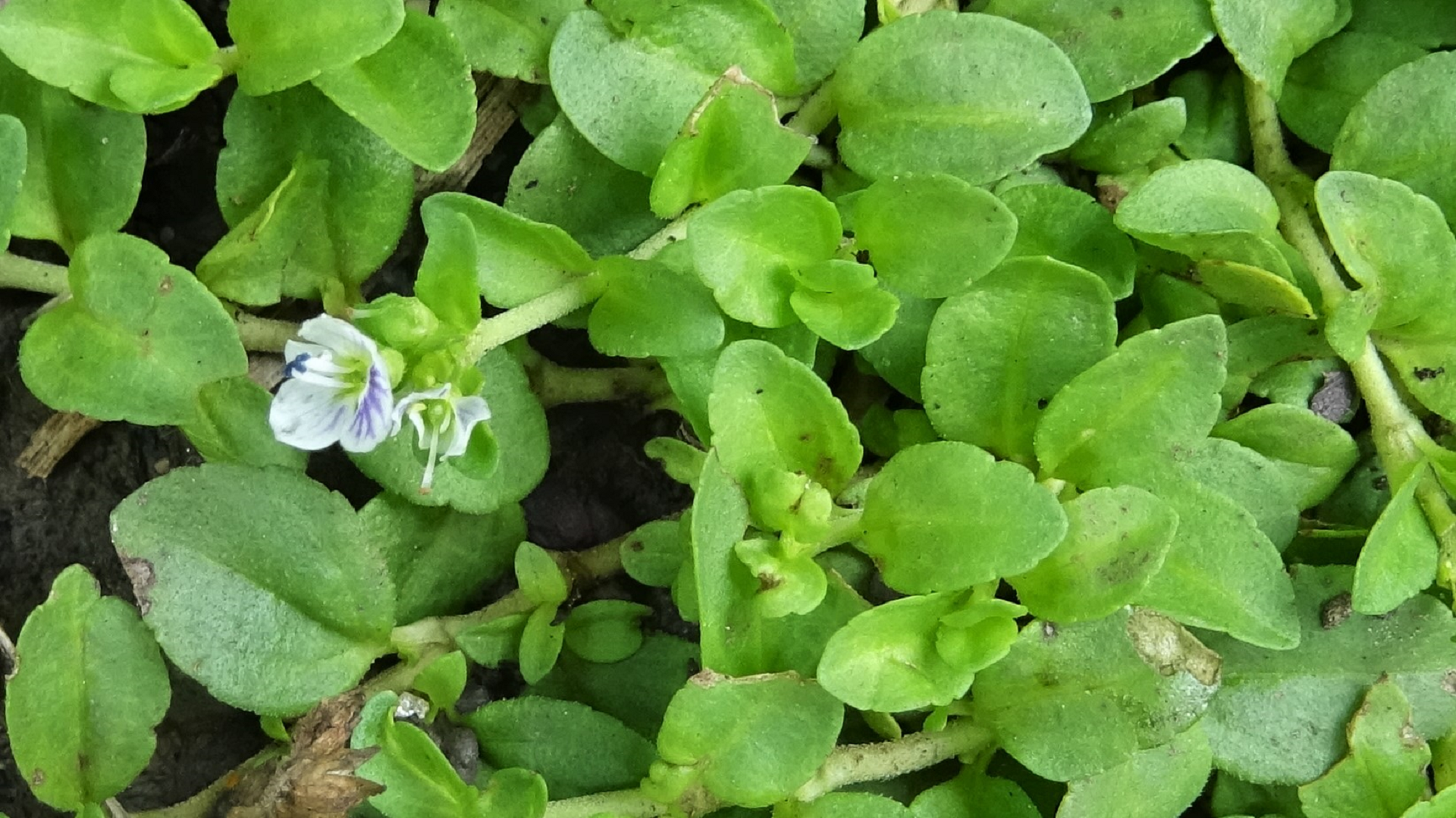 Thyme-leaved Speedwell 
Veronica serpyllifolia subsp. serpyllifolia