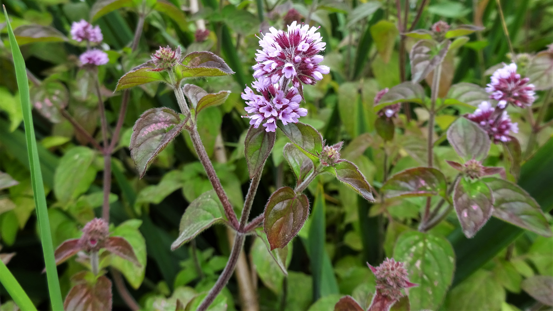 Water Mint
Mentha aquatica