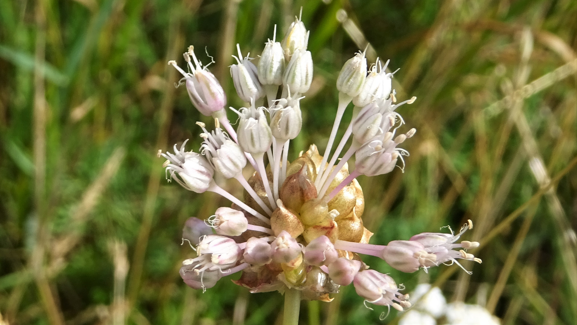 WIld Onion 
Allium vineale