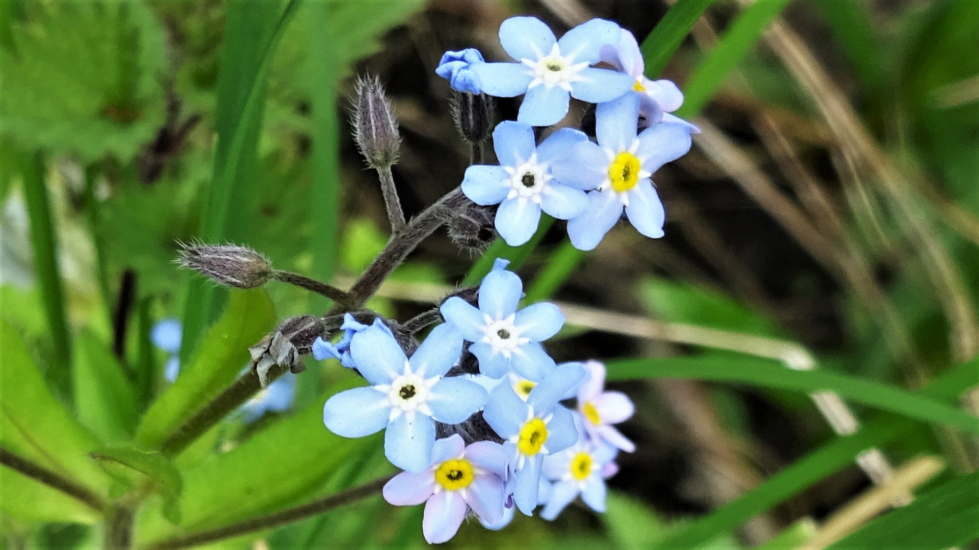 Wood Forget-me-not
Myosotis sylvatica
