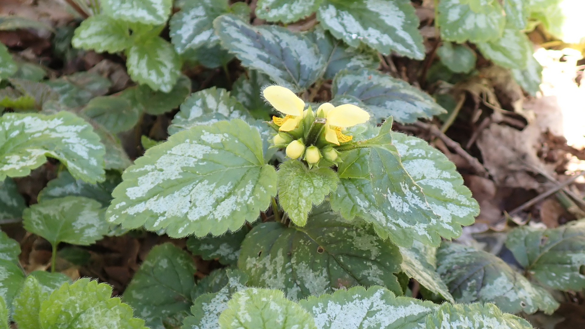 Yellow Archangel
Lamiastrum galeobdolon subsp. argentatum