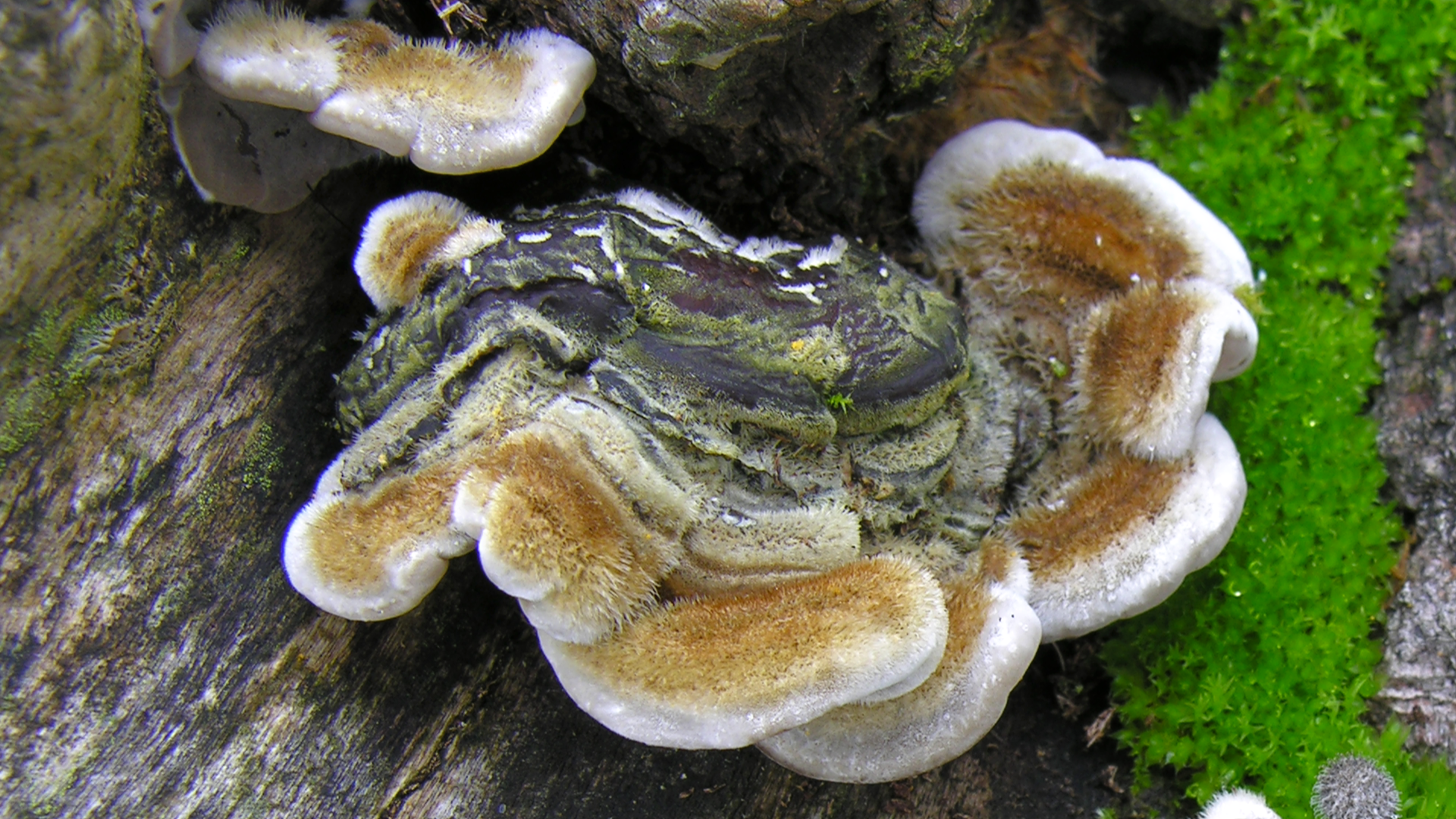 Tripe fungus 
Auricularia mesenterica