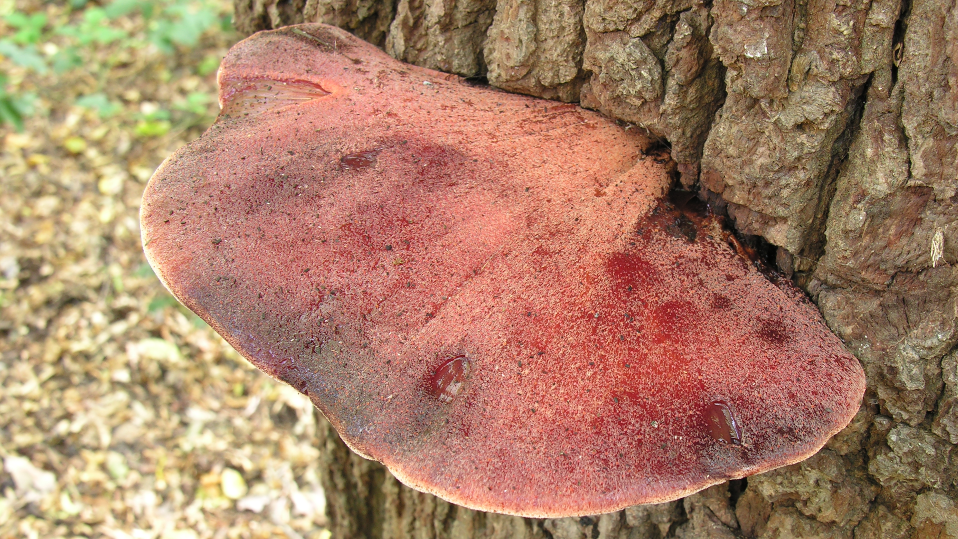 Beefsteak fungus 
Fistulina hepatica
