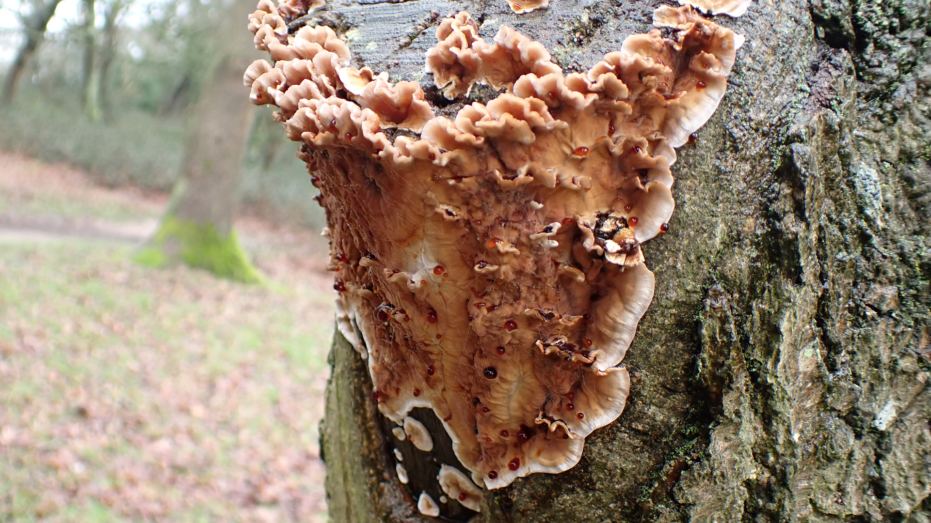 Small Tortoiseshell
Aglais urticae