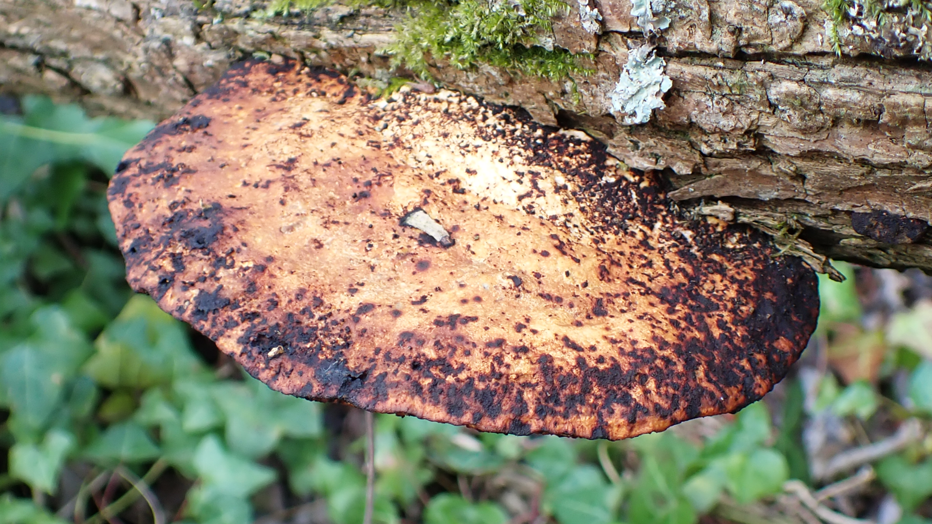 Small Tortoiseshell
Aglais urticae
