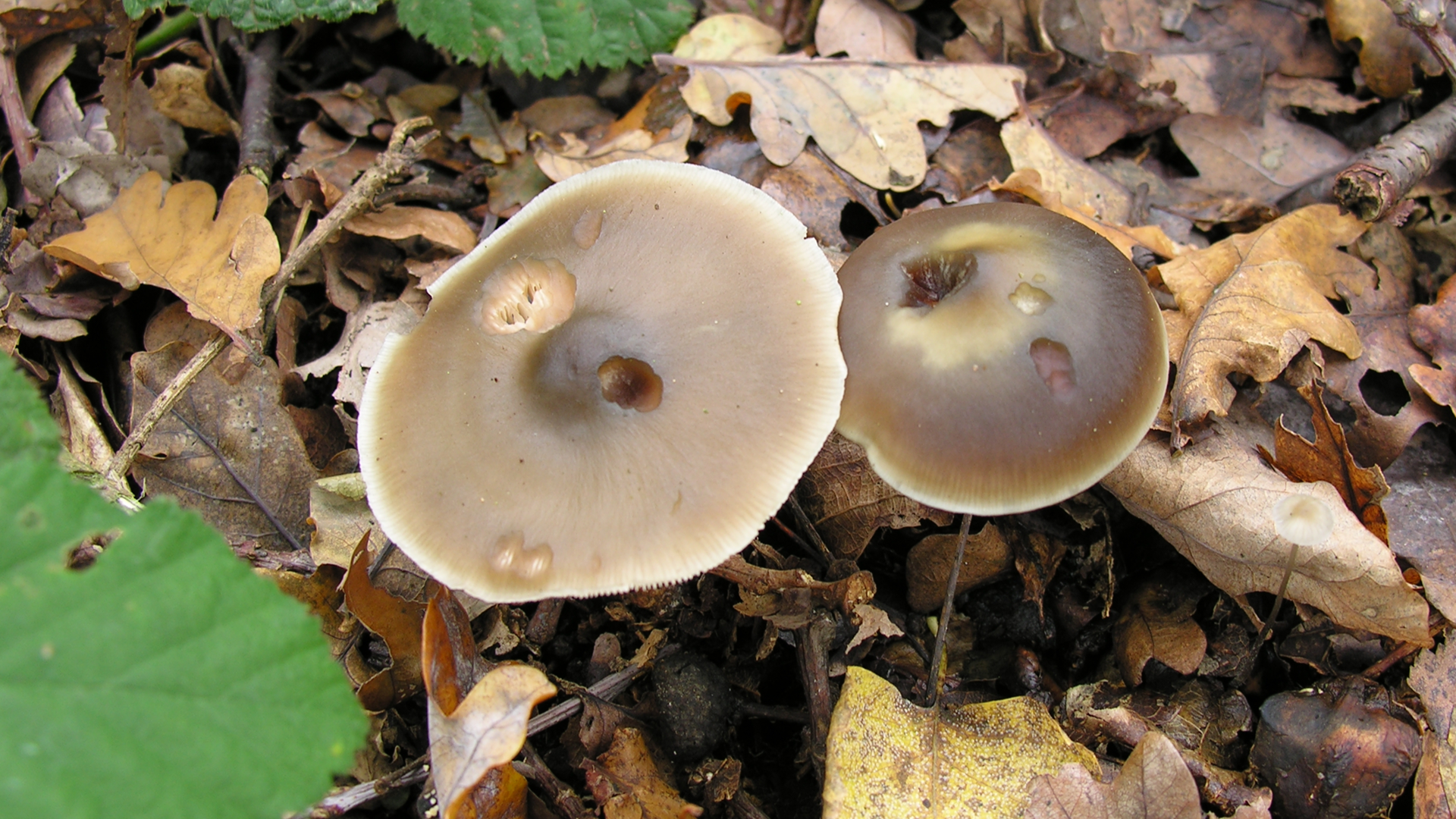 Butter Cap
Collybia butyracea