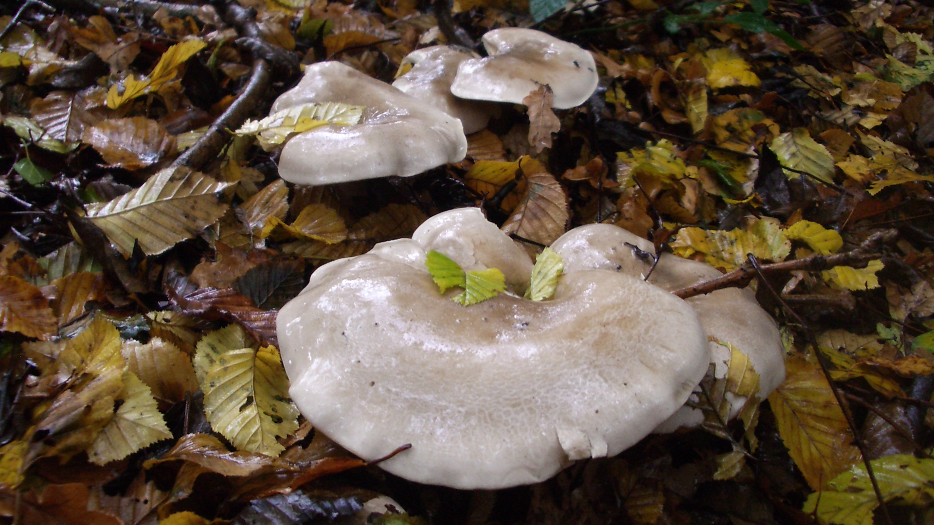 Clouded Agaric
Clitocybe nebularis