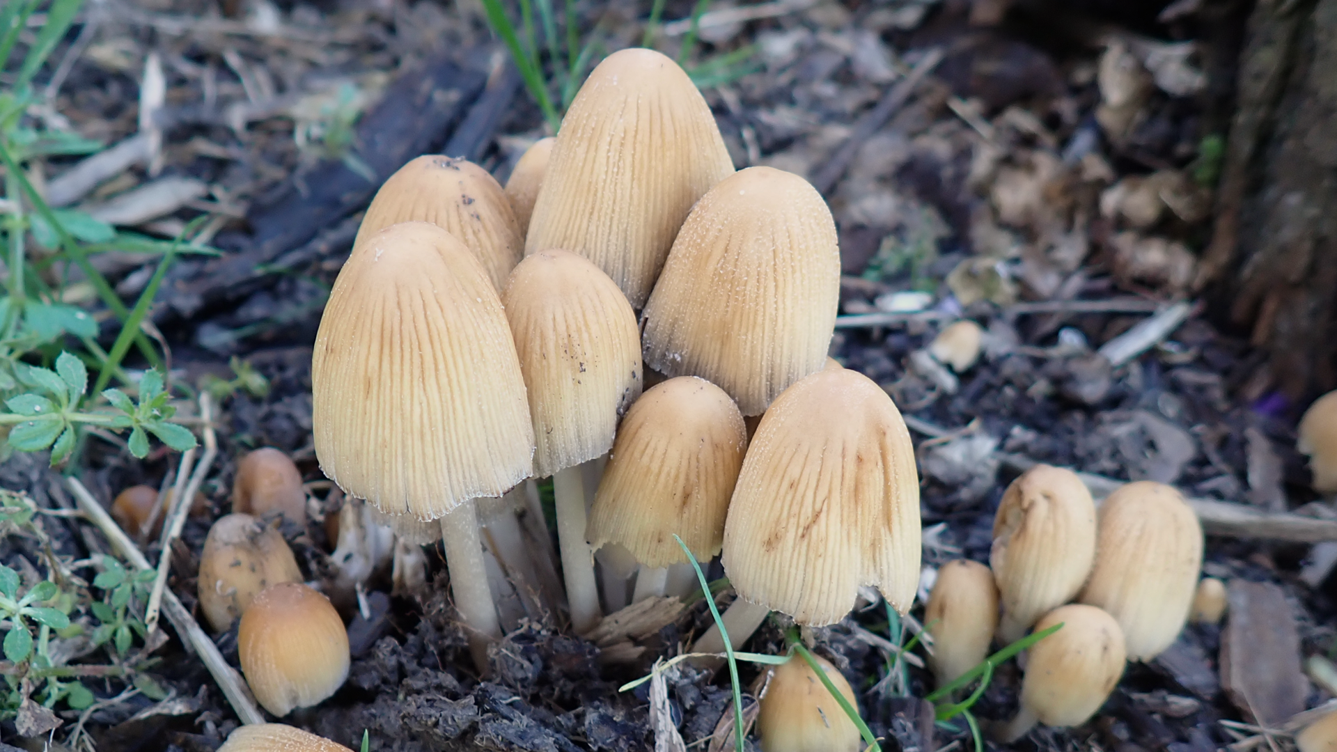 Common Inkcap
Coprinopsis atramentaria