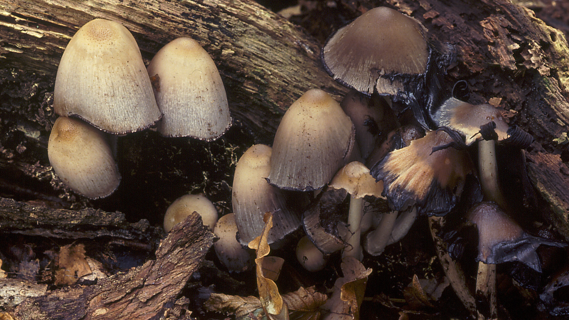 Common Inkcap
Coprinus atramentarius
