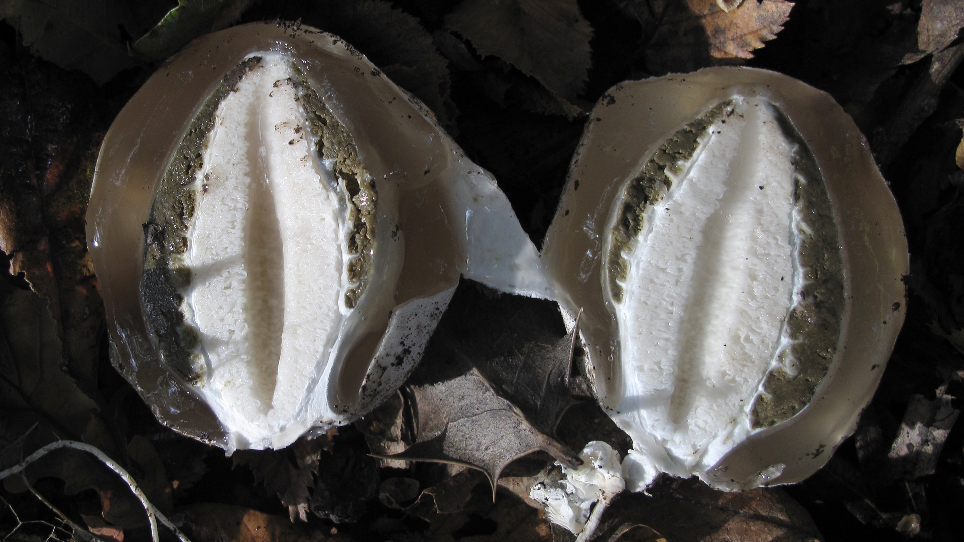 Common Stinkhorn
Phallus impudicus