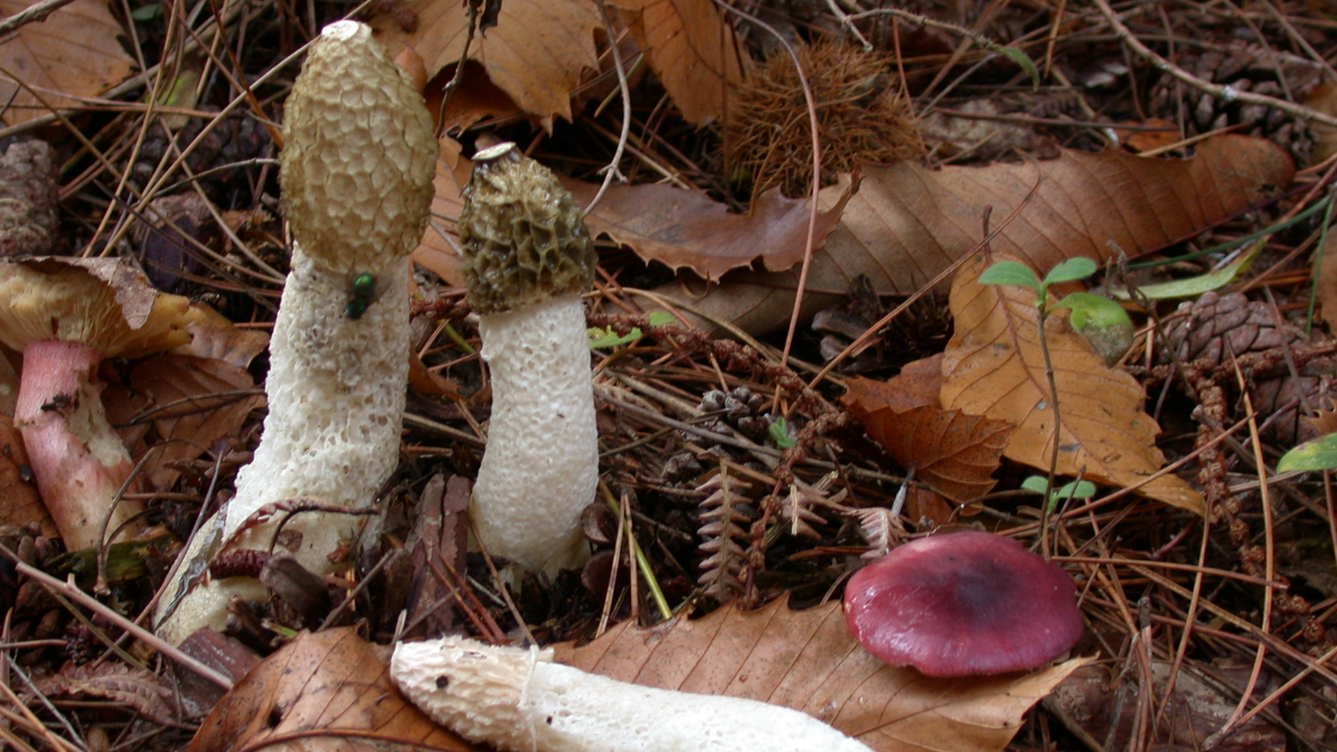 Common Stinkhorn
Phallus impudicus