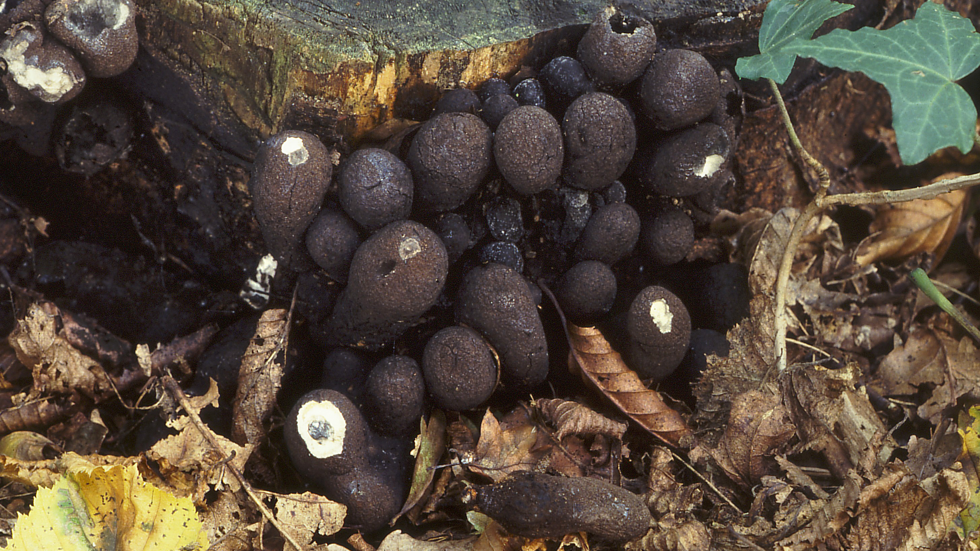 Dead Man's Fingers 
Xylaria polymorpha