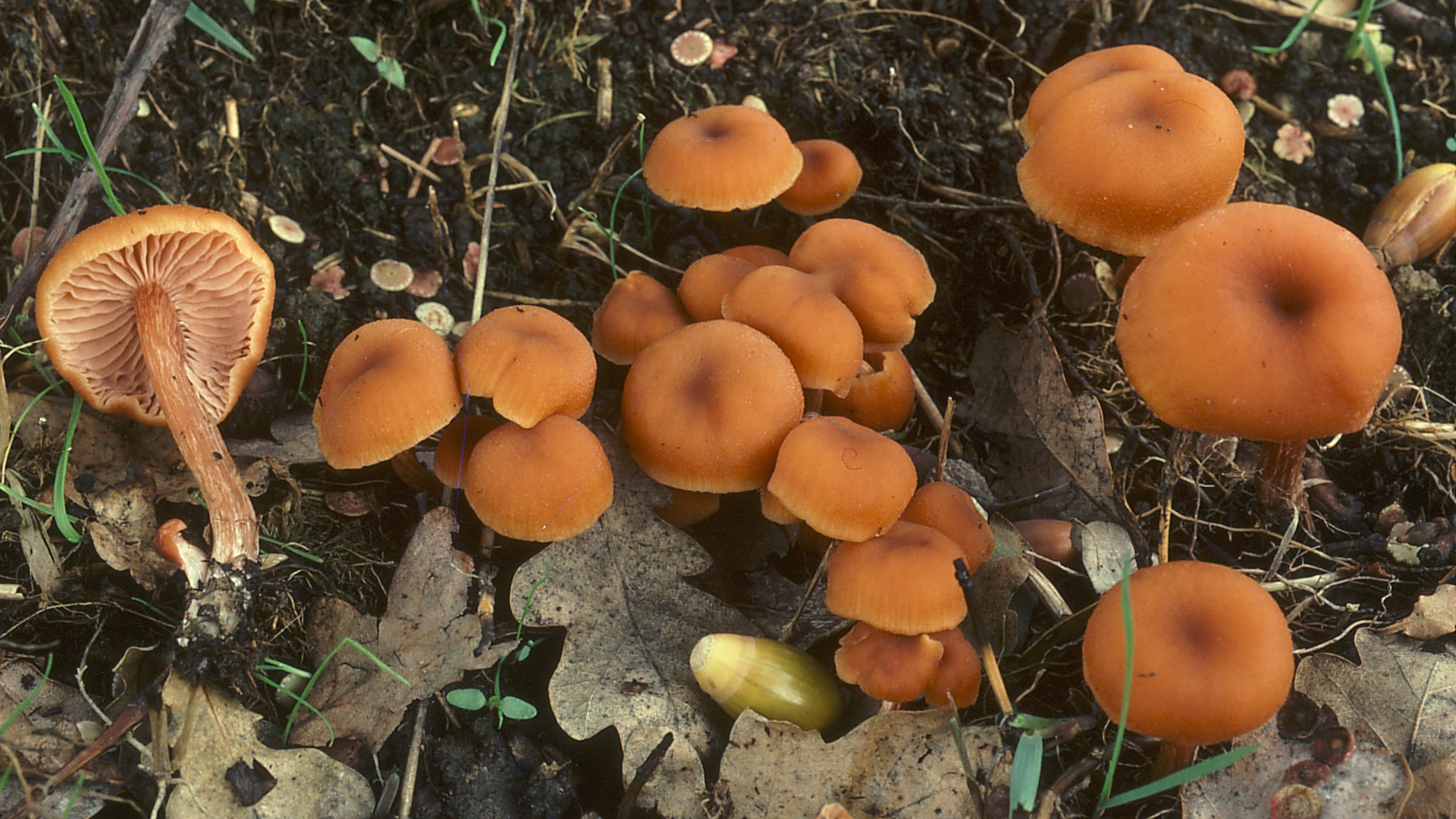 Amethyst Deceiver
Laccaria amethystea