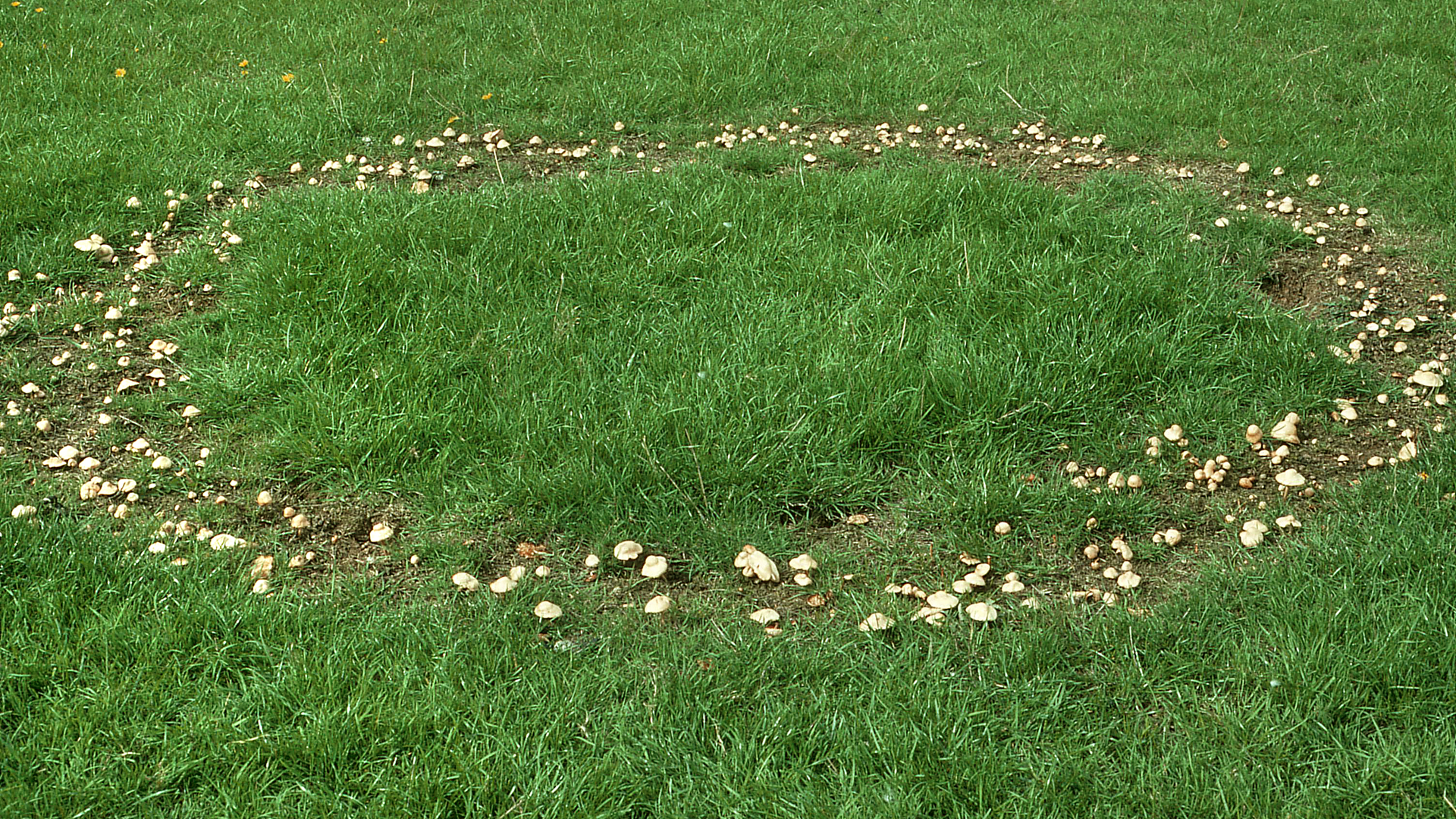 Fairy Ring Champignon
Marasmius oreades